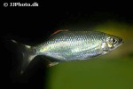 barilius malabaricus barilius malabaricus