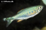 barilius malabaricus barilius malabaricus