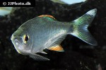 barilius malabaricus barilius malabaricus