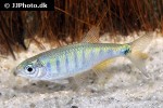 barilius ornatus barilius ornatus