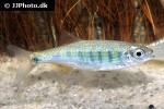 barilius ornatus barilius ornatus