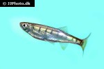 barilius vagra barilius vagra