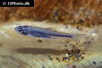 opsariichthys kaopingensis opsariichthys kaopingensis