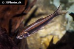 opsariichthys kaopingensis opsariichthys kaopingensis