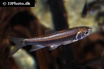 opsariichthys kaopingensis opsariichthys kaopingensis