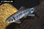 opsariichthys pachycephalus opsariichthys pachycephalus