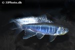 opsariichthys pachycephalus opsariichthys pachycephalus
