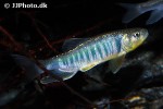 opsariichthys pachycephalus opsariichthys pachycephalus