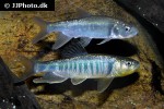 opsariichthys pachycephalus opsariichthys pachycephalus