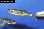 opsarius koratensis opsarius koratensis