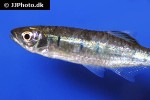 opsarius koratensis opsarius koratensis