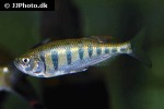 opsarius pulchellus opsarius pulchellus
