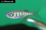 opsarius pulchellus opsarius pulchellus