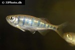 opsarius pulchellus opsarius pulchellus