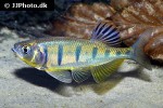 opsarius pulchellus opsarius pulchellus