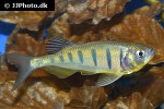 opsarius pulchellus opsarius pulchellus