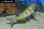 opsarius pulchellus opsarius pulchellus