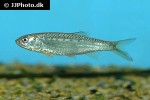 raiamas guttatus raiamas guttatus