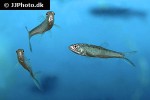 raiamas guttatus raiamas guttatus