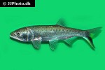 raiamas guttatus raiamas guttatus
