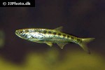 raiamas senegalensis raiamas senegalensis