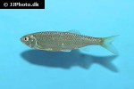 raiamas species raiamas species