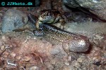 lacerta agilis sand lizard lacerta agilis sand lizard