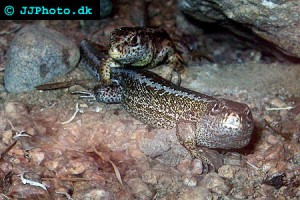 True Lizards