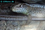 lacerta agilis sand lizard lacerta agilis sand lizard