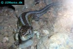 lacerta agilis sand lizard lacerta agilis sand lizard