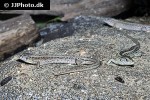 lacerta agilis sand lizard lacerta agilis sand lizard