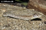lacerta agilis sand lizard lacerta agilis sand lizard