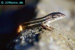 lacerta muralis wall lizard lacerta muralis wall lizard