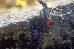 lacerta muralis wall lizard lacerta muralis wall lizard