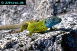 lacerta viridis green lizard lacerta viridis green lizard