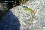 lacerta viridis green lizard lacerta viridis green lizard
