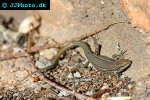 podarcis hispanica iberian wall lizard podarcis hispanica iberian wall lizard