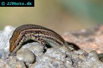 podarcis hispanica iberian wall lizard podarcis hispanica iberian wall lizard