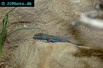 podarcis lilfordi lilford s wall lizard podarcis lilfordi lilford s wall lizard