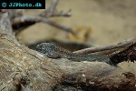 podarcis lilfordi lilford s wall lizard podarcis lilfordi lilford s wall lizard
