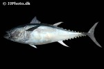 thunnus thynnus