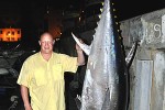 thunnus thynnus