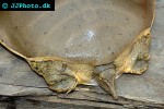 apalone spinifera spiny softshell turtle apalone spinifera spiny softshell turtle