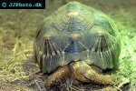 astrochelys radiata radiated tortoise astrochelys radiata radiated tortoise