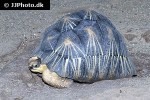 astrochelys radiata radiated tortoise astrochelys radiata radiated tortoise