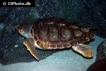 caretta caretta loggerhead sea turtle caretta caretta loggerhead sea turtle