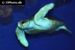 caretta caretta loggerhead sea turtle caretta caretta loggerhead sea turtle