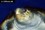 caretta caretta loggerhead sea turtle caretta caretta loggerhead sea turtle