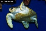 caretta caretta loggerhead sea turtle caretta caretta loggerhead sea turtle