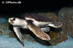 caretta caretta loggerhead sea turtle caretta caretta loggerhead sea turtle